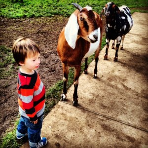 Before he tried to feed them grass, sticks and rocks
